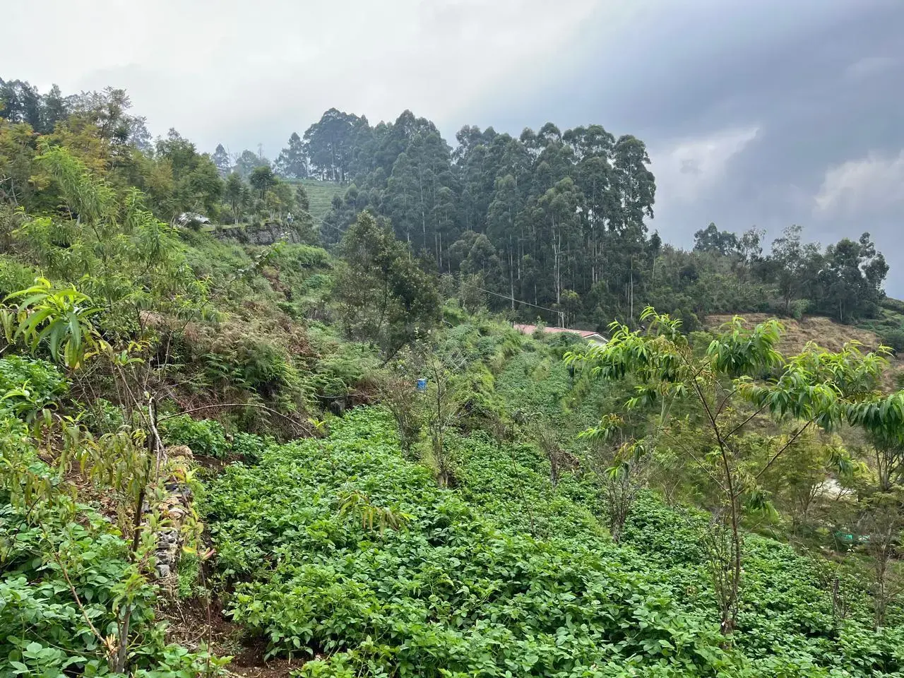 Residential Land/Plot for Sale Vilpatti Kodaikanal